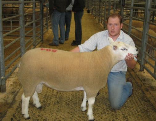 Texel tup 504 at Cornhills farm